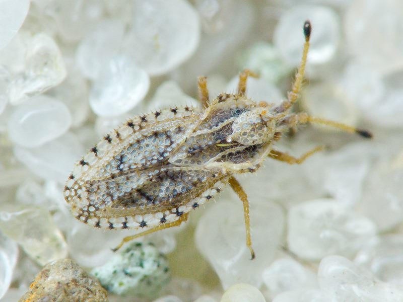 Lasiacantha capucina (Germar, 1837)